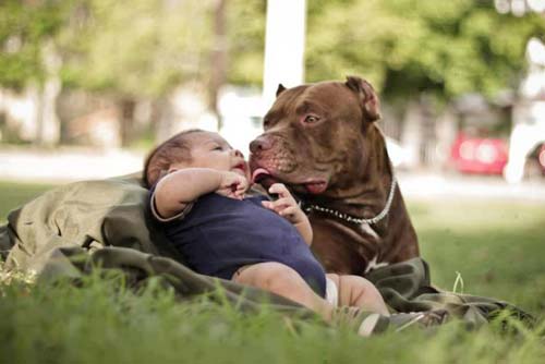 Amerika pitbullier və uşaq