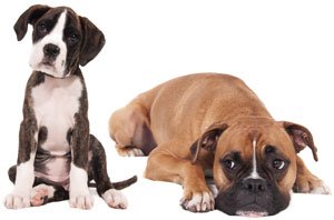 it boksçu və puppy