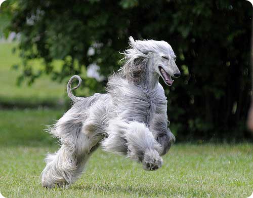 Əfqan Əfəndi qaçır