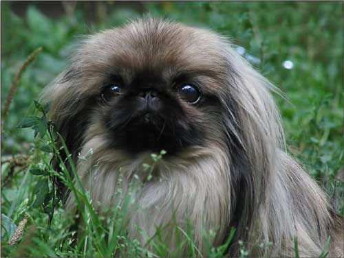 Pekinlilərin gözəl puppy