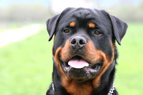 gözəl Rottweiler gülümsəyərək
