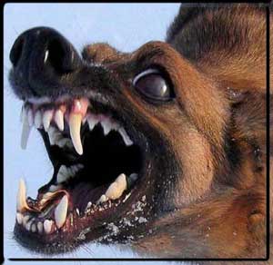 çox qəzəbli dachshund