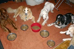 yeməkdən əvvəl dözümlülük