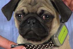 elektrik it itkisində itələyici it