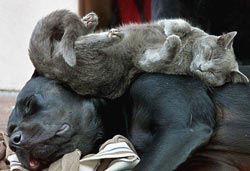 bir pişik və bir it dostuq