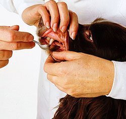 itə bir dərman verilir