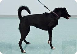 it ittiham üzərinə mindirilir