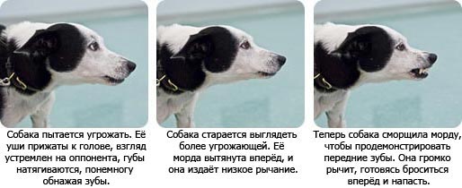 agresif it bədən jestləri