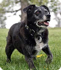 it pəncə qaldırdı